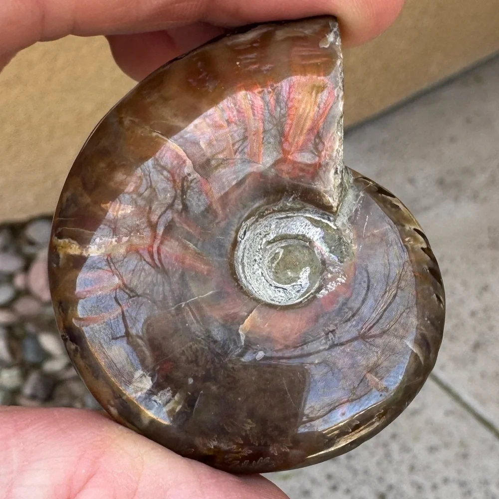 Ammonite Fossil with Iridescent Red Sheen (Madagascar)